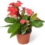 Euphorbia Milii Dikenler Tacı Çiçekli Kaktüs 20 Cm