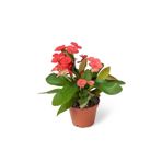 Euphorbia Milii Dikenler Tacı Çiçekli Kaktüs, BTSR276