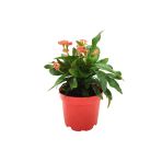 Euphorbia Milii Dikenler Tacı Pembe Çiçek 8,5Cm Saksı