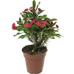 Euphorbia Milii 'Pink' (Dikenler Tacı Çiçeği)