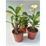 Euphorbia Milii Sarı(Dikenler Tacı)Çiçeği 8.5cm Saksıda