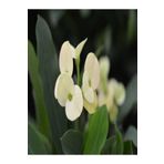Euphorbia Milii White Dikenler Tacı Beyaz Ev Ofis Salon İç Mekan Bitkisi 25 Cm, BTSR137