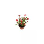 Euphorbia Milli Dikenler Tacı Kırmızı 10-20 Cm
