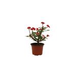 Euphorbia Milli Dikenler Tacı Kırmızı Çiçekli 20cm Iç Mekan Dekoratif Bitki