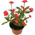 Euphorbia Milli Dikenler Tacı Kırmızı Iç Mekan Dekoratif Bitki