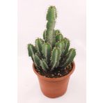 Euphorbia Polyacantha Kaktüs