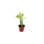 Euphorbia Trigona Afrika Süt Ağacı 5.5 Cm Saksıda