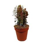 Euphorbia Trigona Afrika Süt Ağacı Kaktüsü15-20cm