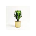 Euphorbia Trigona Green