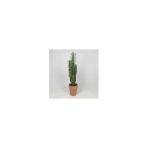Euphorbia Trigona Kaktüs - Özel Ürün