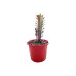 Euphorbia Trigona Red (afrika Süt Ağacı) 5.5 Cm Saksıda