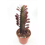 Euphorbia Trigona Red (Süt Ağacı) - 8.5 cm Saksıda