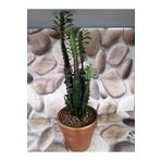 Euphorbia Trigona Red