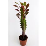 Euphorbia Trigona Royal Red Nadide Tür Kaktüs Özel Tür Kaktüs 5.5 cm Saksıda