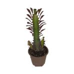 Euphorbia Trigona Rubra Kaktüs Kırmızı Süt Ağacı 1 Lt Sak Sı Içinde