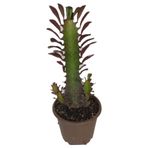 Euphorbia Trigona Rubra Kaktüs Kırmızı Süt Ağacı 10/20 cm arası
