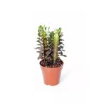 Euphorbia Trigona Rubra - Kırmızı Süt Ağacı - Ev Ofis Salon Iç Mekan Bitkisi - 15 Cm