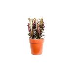Euphorbia Trigona Rubra - Kırmızı Süt Ağacı - Ev Ofis Salon Iç Mekan Bitkisi - 20 Cm