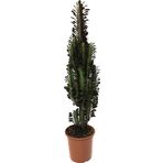 Euphorbia Trigona 'rubra' (Süt Ağacı)