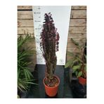 Euphorbia Trigona "rubra" Xl