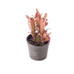 Euphorbia Trigona Rubra