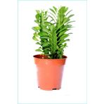 Euphorbia Trigona Süt Ağacı 8.5 Cm Kampanya