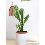 Euphorbia Trigona Süt Ağacı Kaktüs 55-60 Cm