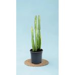 Euphorbia Trigona Süt Ağacı Kaktüs, Canlı İç Mekan Bitkisi, Ev ve Ofis için Salon Bitkisi