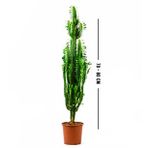 Euphorbia Trigona (Süt Ağacı)