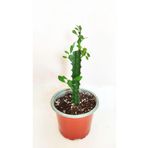 Euphorbia Trigona- Süt Kaktüs