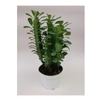 Euphorbia Trigona Yeşil
