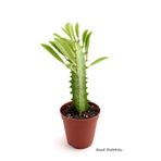 Euphorbia trigona