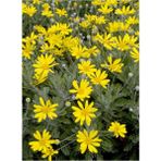 Euryops Pectinatus Sarı Çalı Papatyası