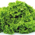 Ev Ve Bahçe Arapsaçı Kıvırcık Marul Tohumu (100 Tohum)