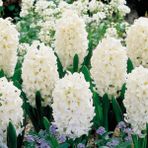 Ev Ve Bahçe Hyacinthus Carneige Sümbül Soğanı (3 Adet)