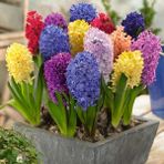 Ev Ve Bahçe Hyacinthus Karışık Sümbül Soğanı (10 Adet)