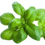 Ev Ve Bahçe İri Yapraklı Genovese Fesleğen Tohumu (100 Tohum)