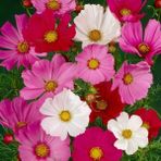 Ev Ve Bahçe Karışık Renkli Cosmos (Kozmos) Çiçeği (50 Tohum)