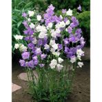 Ev Ve Bahçe Katmerli Campanula Karışık Çan Çiçeği Tohumu (100 Tohum) - 100 Adet