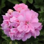 Ev Ve Bahçe Pembe Çiçekli Grandeu Ivy Pink Sakız Sardunya Çiçeği Fidesi