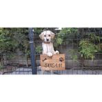 Evcil Hayvan Kapı Isimliği - Kişiye Özel Lazer Yazılı Ahşap Köpek Kulübesi Isimliği - Masif Gürgen - 15x25 cm