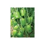 EveDairButik Evedair Krista Dolma Biber Fide- 20 Adet