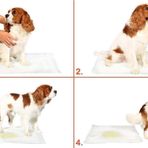 EveFix Yıkanabilir Köpek Çiş Pedi - 90 X 60 Cm
