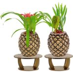Evene Ahşap Ayaklı Beton Saksı Büyük Boy Set 2 Adet Ananas Model - Gold