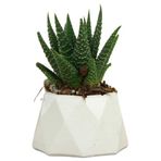 Evene Mini Çiçek Saksı Küçük Sukulent Beyaz Kaktüs Saksısı Mini Poly 1 Model, eminipol1saksiby