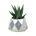 Evene Mini Çiçek Saksı Küçük Sukulent Gümüş Kaktüs Saksısı Mini Poly 1 Model, eminipol1saksiby