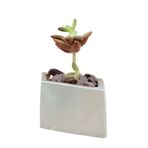 Evene Mini Çiçek Saksı Küçük Sukulent Gümüş Kaktüs Saksısı Model 19, edortgenyataysaksi