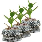 Evene Mini Çiçek Saksı Küçük Sukulent Kaktüs Saksısı 3'lü Set Çiçekli Fiyonklu Model - Gri