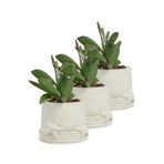 Evene Mini Çiçek Saksı Küçük Sukulent Kaktüs Saksısı 3'lü Set Deniz Yıldızlı Kabuklu Model - Beyaz
