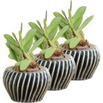 Evene Mini Çiçek Saksı Küçük Sukulent Kaktüs Saksısı 3'lü Set Derin Çizgili Spiral Model - Gri